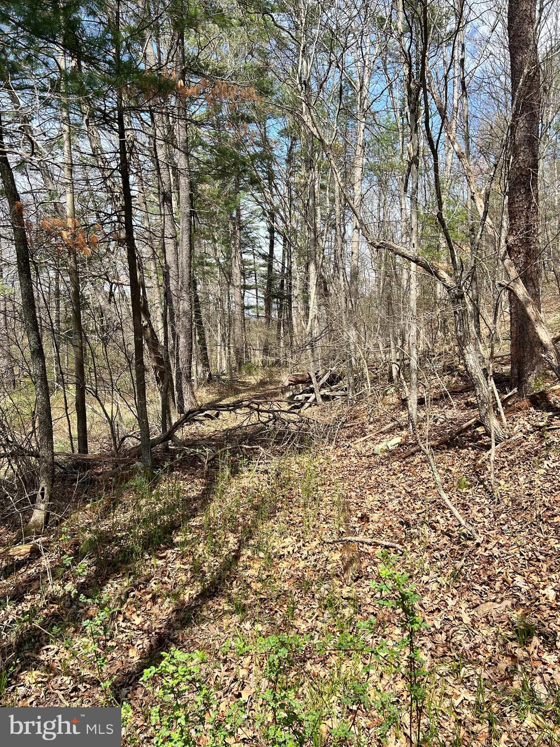 1150 Purcell Road Artemas, PA 17211 - Photo 4 of 19 a view of a yard with trees
