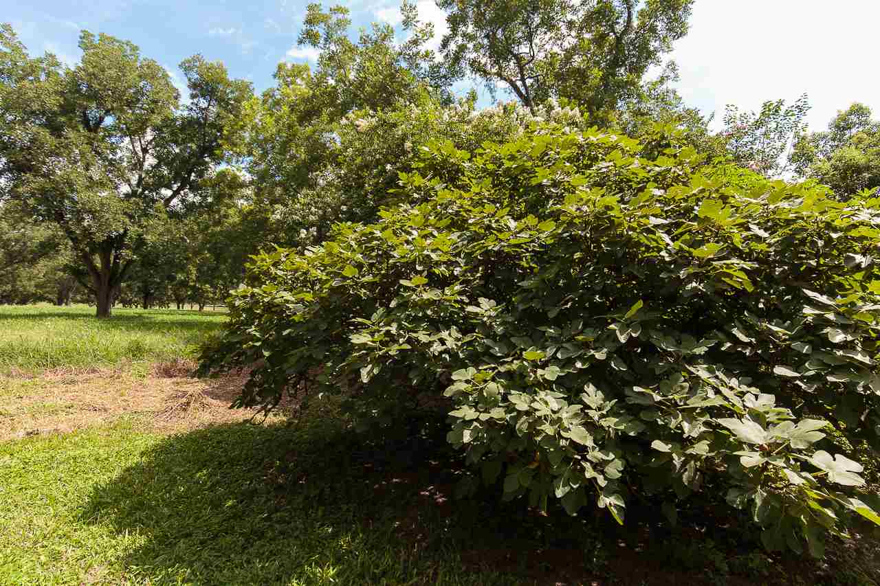 502 Rabon Road Monticello, FL 32344 - Photo 6 of 36 Gallery Image 6