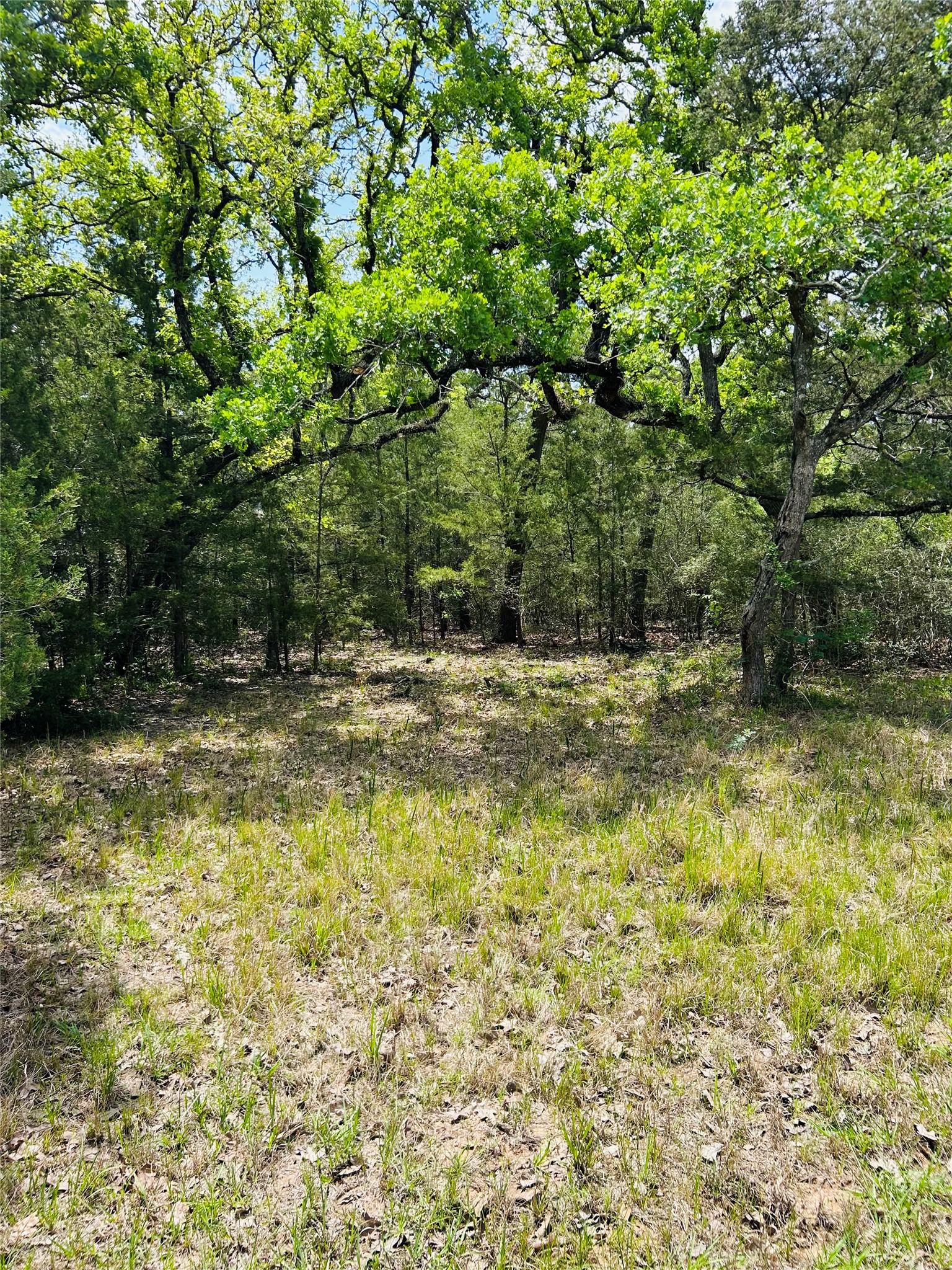32-acres Dunlavy Road Cat Spring, TX 78933 - Photo 13 of 18