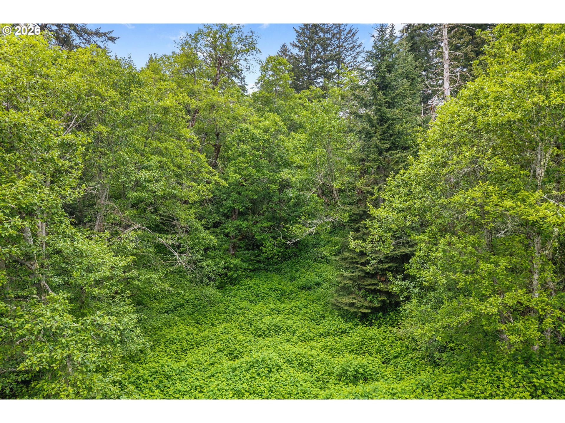 91 Rancho Del Oro Road Stevenson, WA 98648 - Photo 15 of 19 a view of a lush green forest