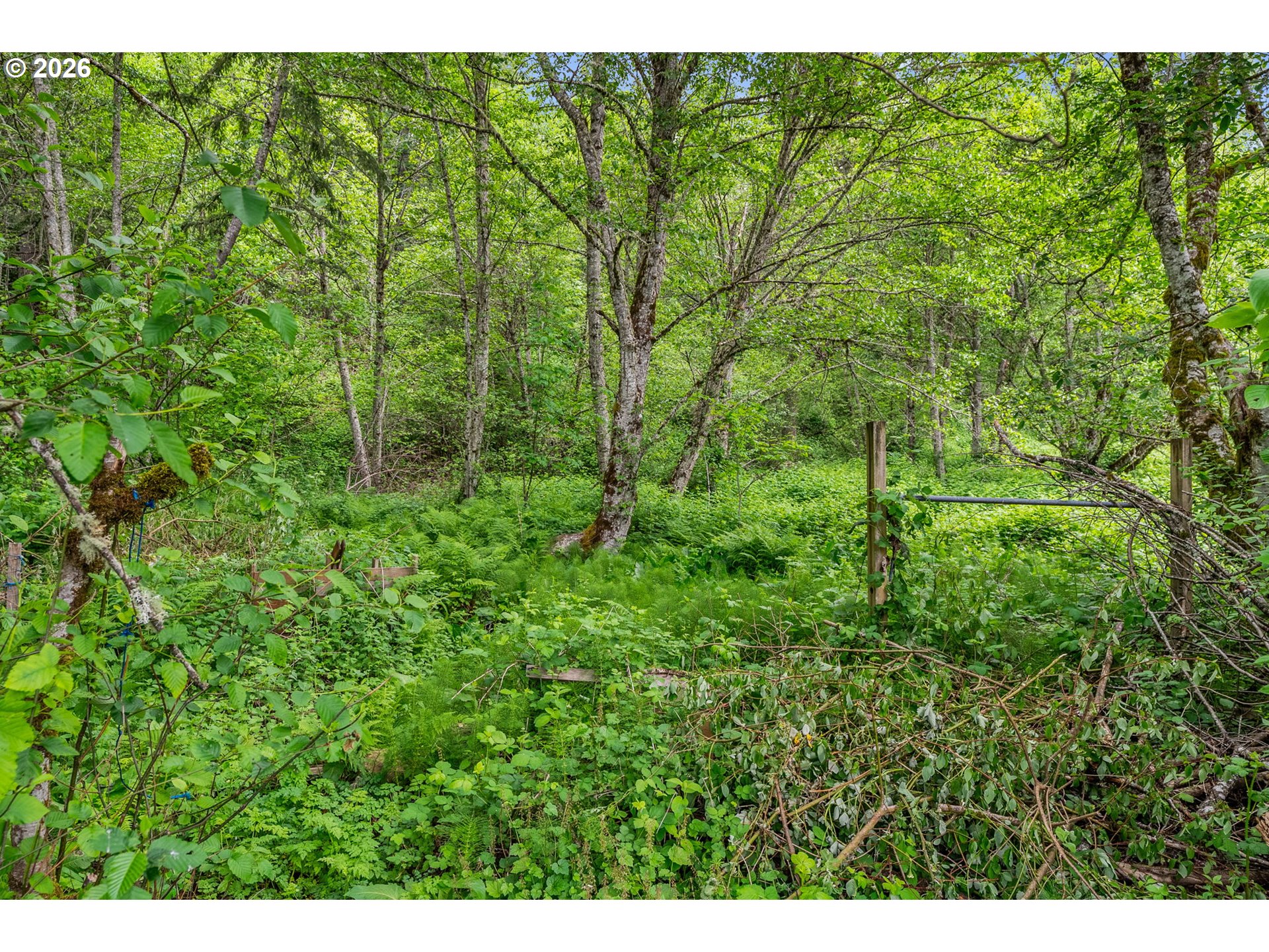 91 Rancho Del Oro Road Stevenson, WA 98648 - Photo 16 of 19 a view of a lush green forest