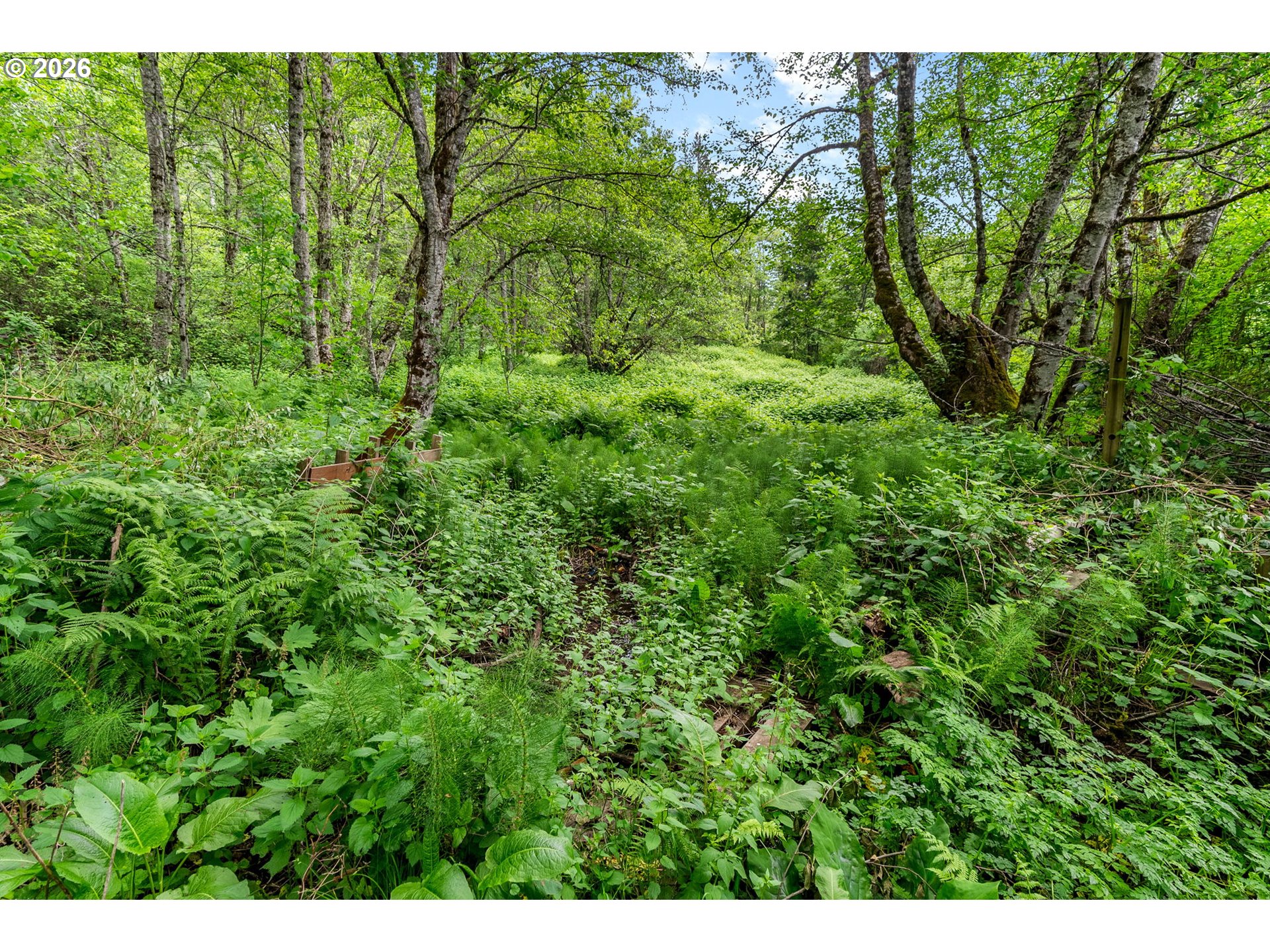 91 Rancho Del Oro Road Stevenson, WA 98648 - Photo 3 of 19 a view of a lush green forest