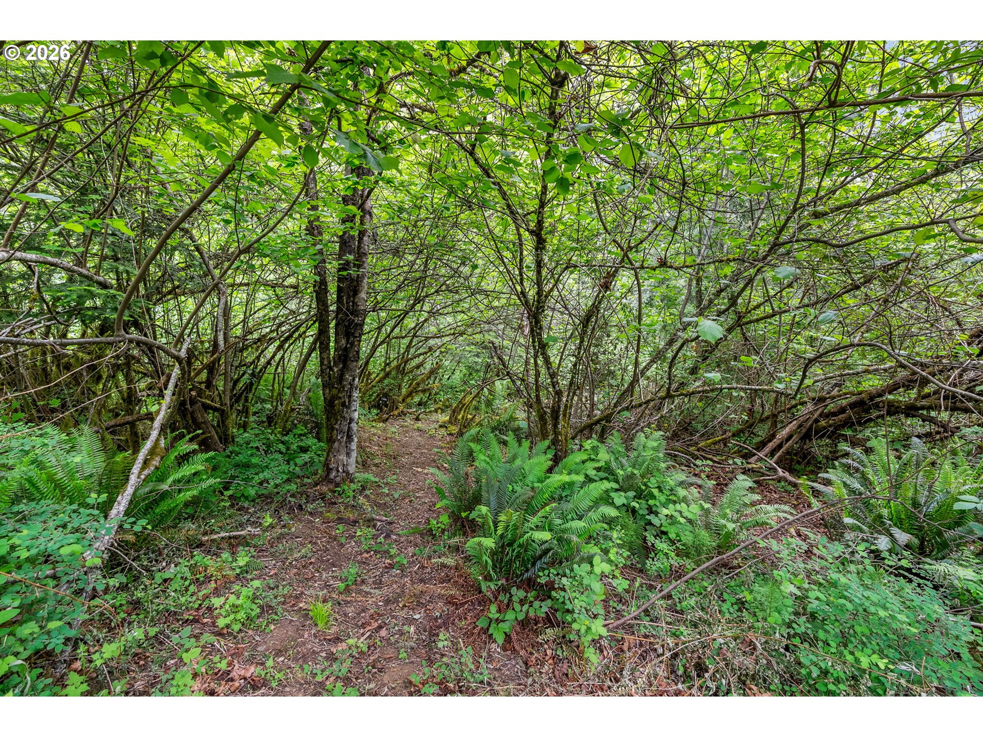 91 Rancho Del Oro Road Stevenson, WA 98648 - Photo 4 of 19 a view of a yard with plants and large trees