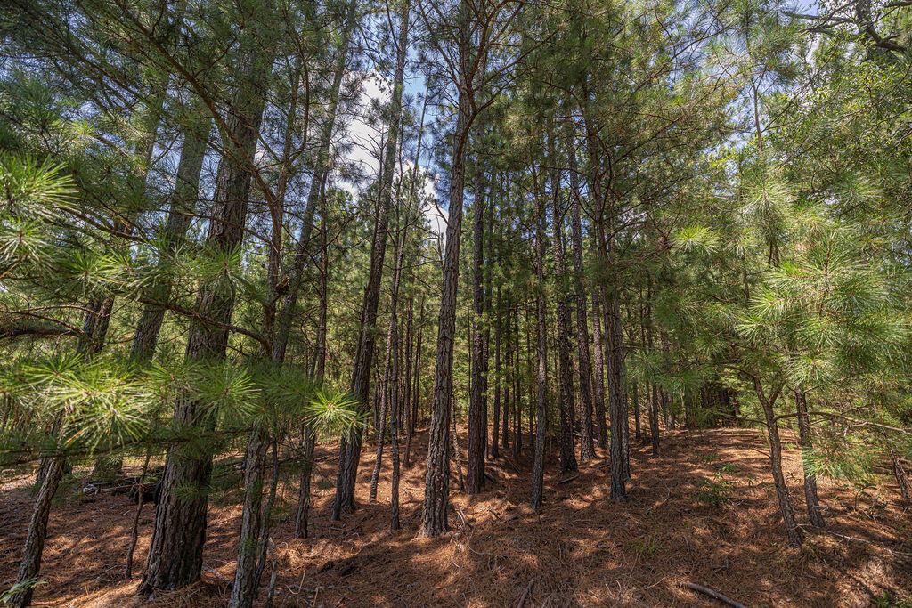 541 Key Road Modoc, SC 29838 - Photo 11 of 27