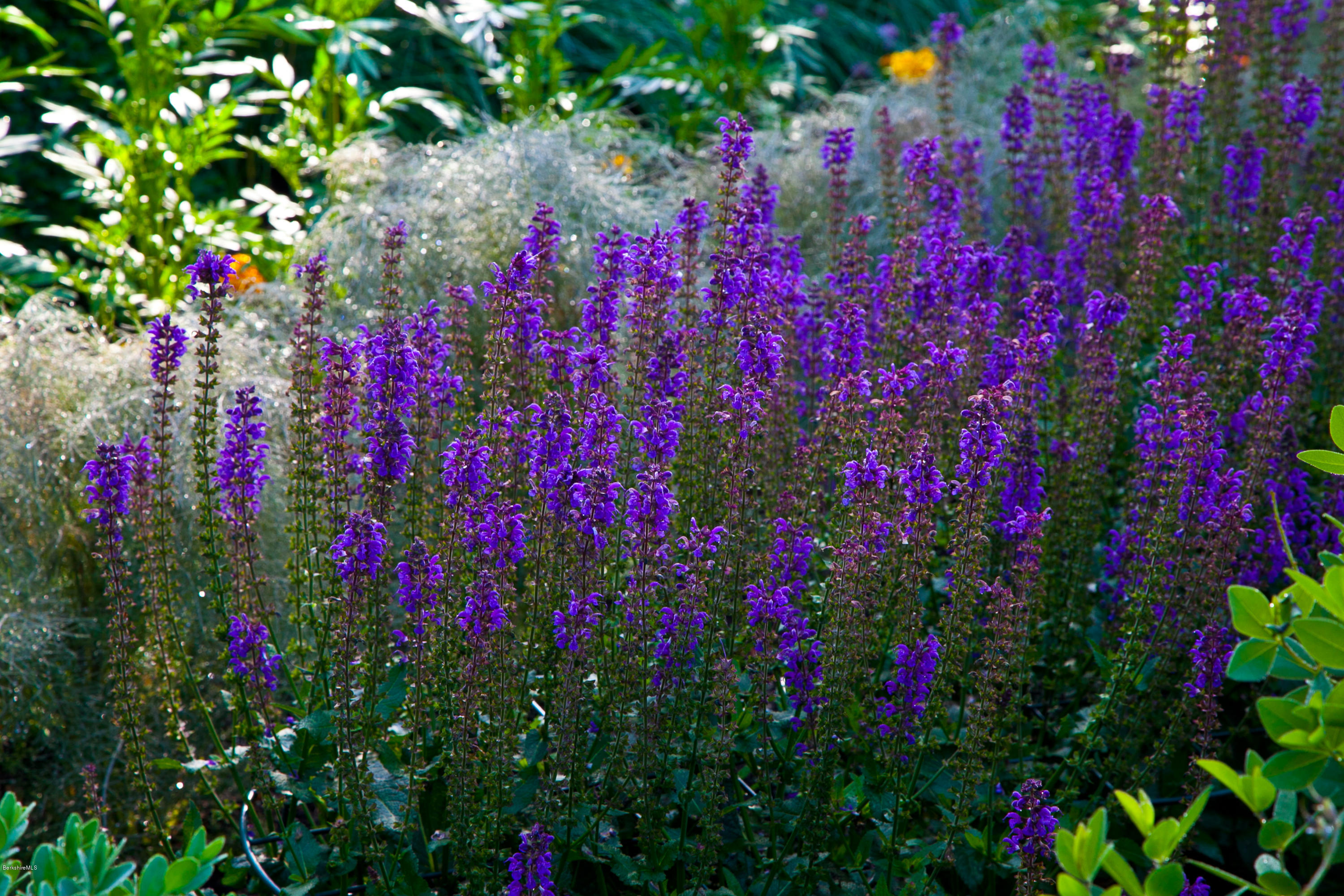 514 Rannapo Road Sheffield, MA 01257 - Photo 71 of 83 58 Flower detail
