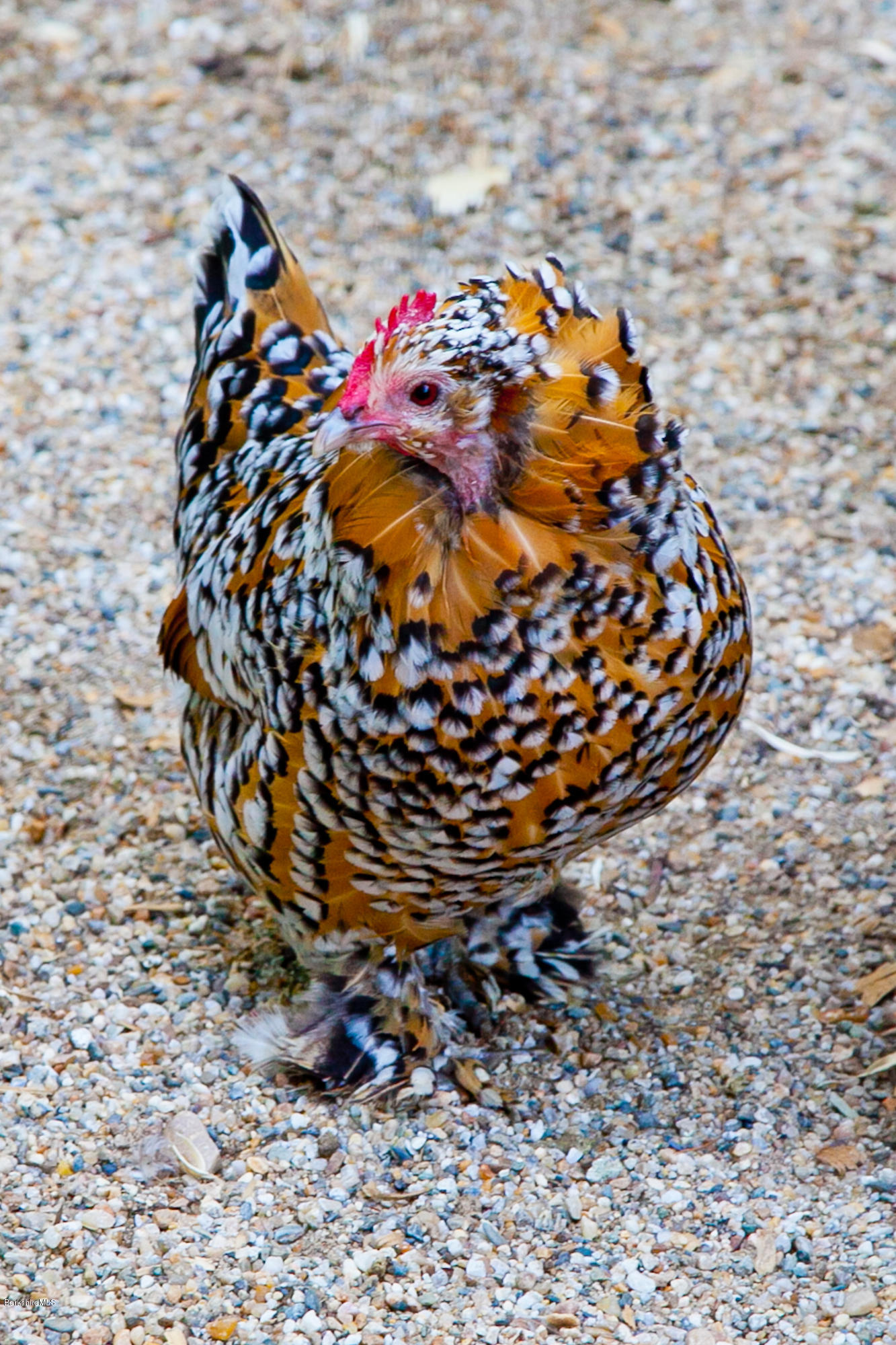 514 Rannapo Road Sheffield, MA 01257 - Photo 75 of 83 62 Chicken