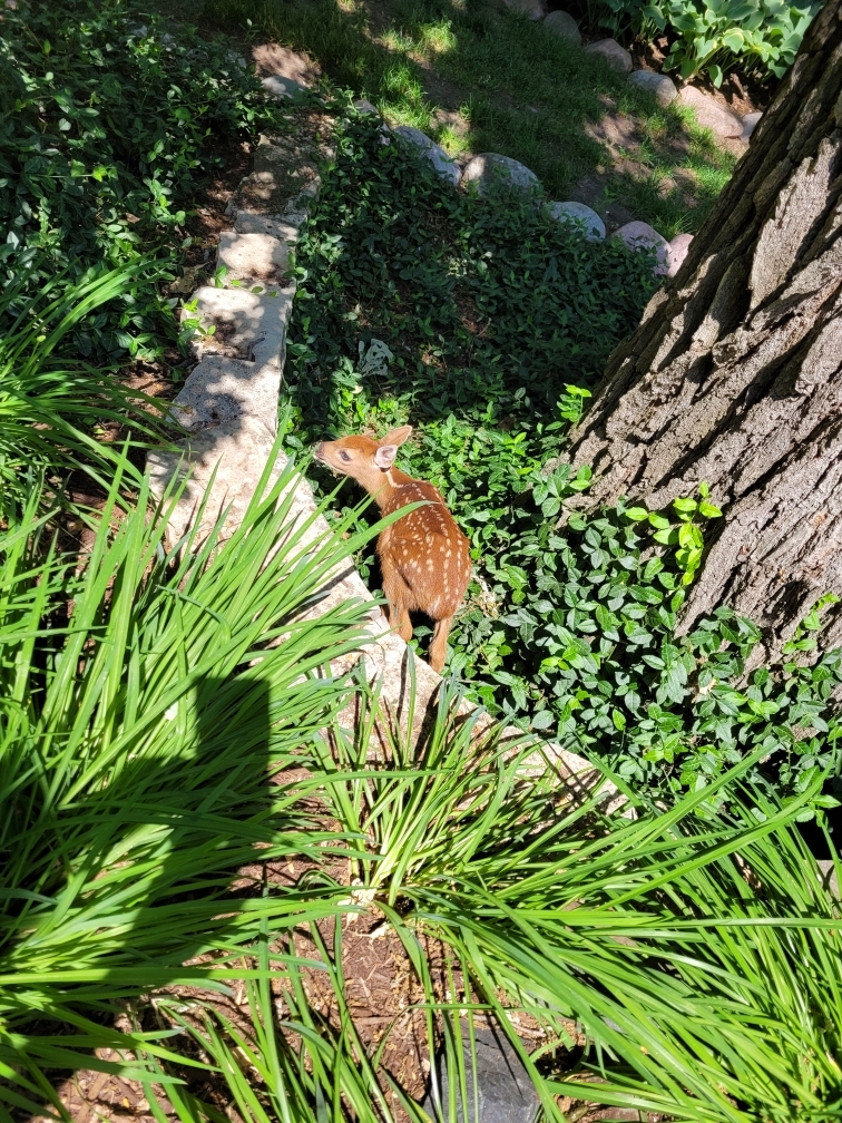 437 High Road Cary, IL 60013 - Photo 37 of 48 a backyard of a house with lots of green space and a lake view