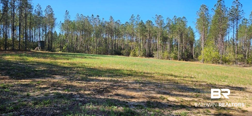 27861 New Hope Church Road Robertsdale, AL 36567 - Photo 21 of 29 View of yard