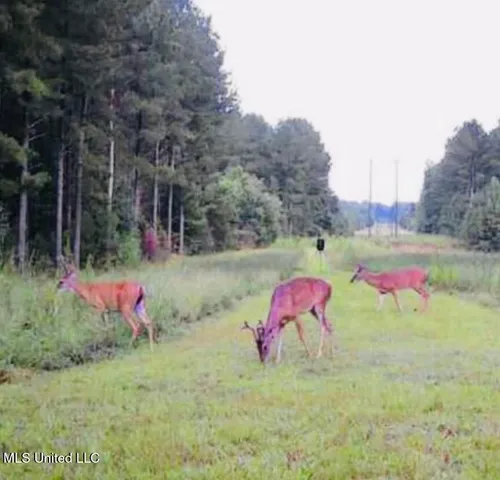 $414,750 | No Little Black Creek Road, Lumberton, MS 39455