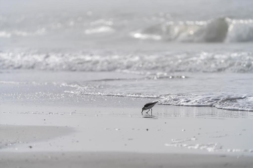 19930 Gulf Boulevard, Unit 5C Indian Shores, FL 33785 - Photo 43 of 55 a view of beach and ocean
