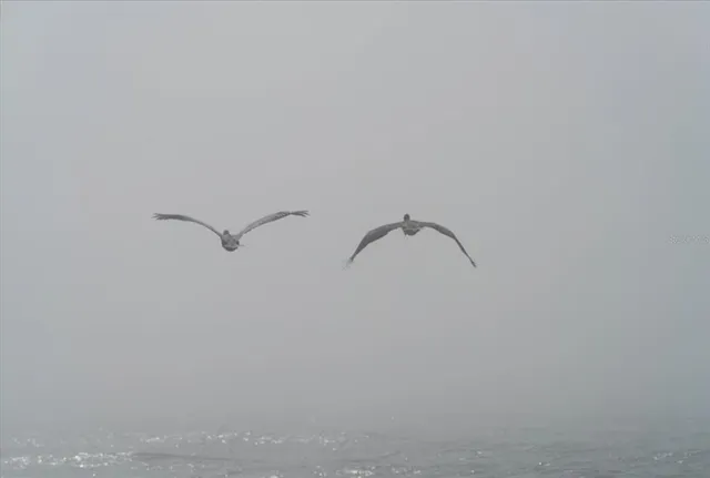 a view of swimming pool in the backyard