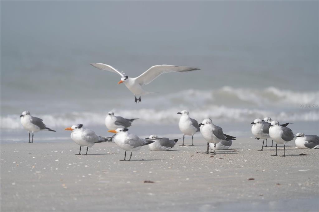 19930 Gulf Boulevard, Unit 5C Indian Shores, FL 33785 - Photo 47 of 55 a living room with furniture