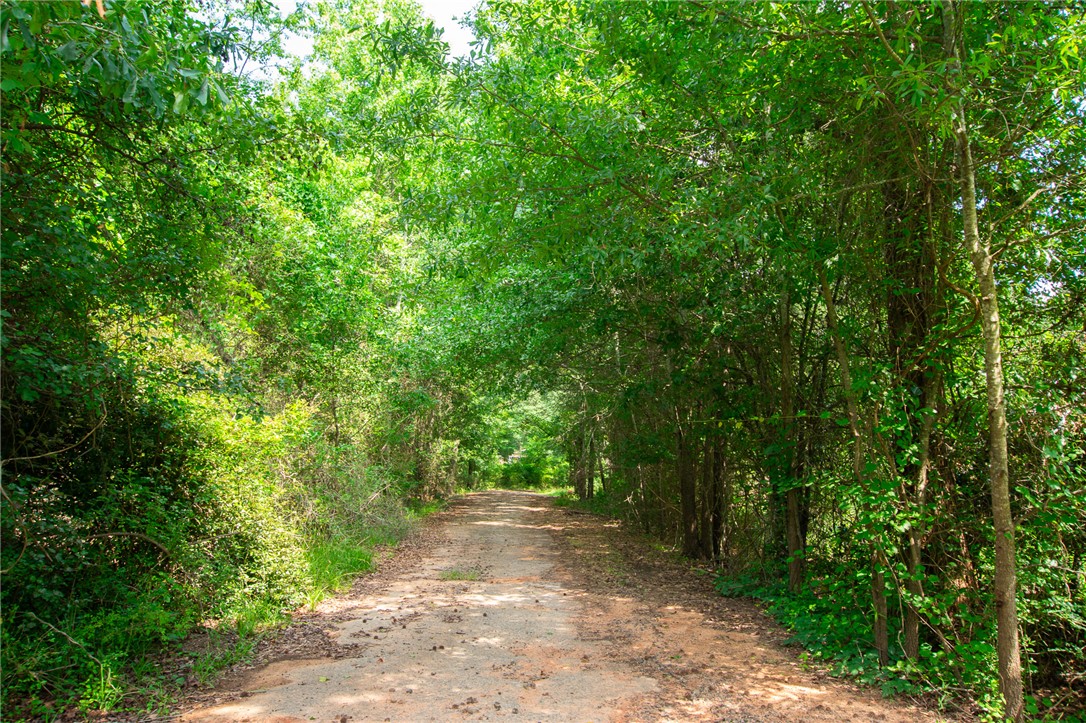 200 Chenault Road Townville, SC 29689 - Photo 43 of 47 A secluded dirt road, shaded by a canopy of mature trees, offers a private approach to this exceptional property.