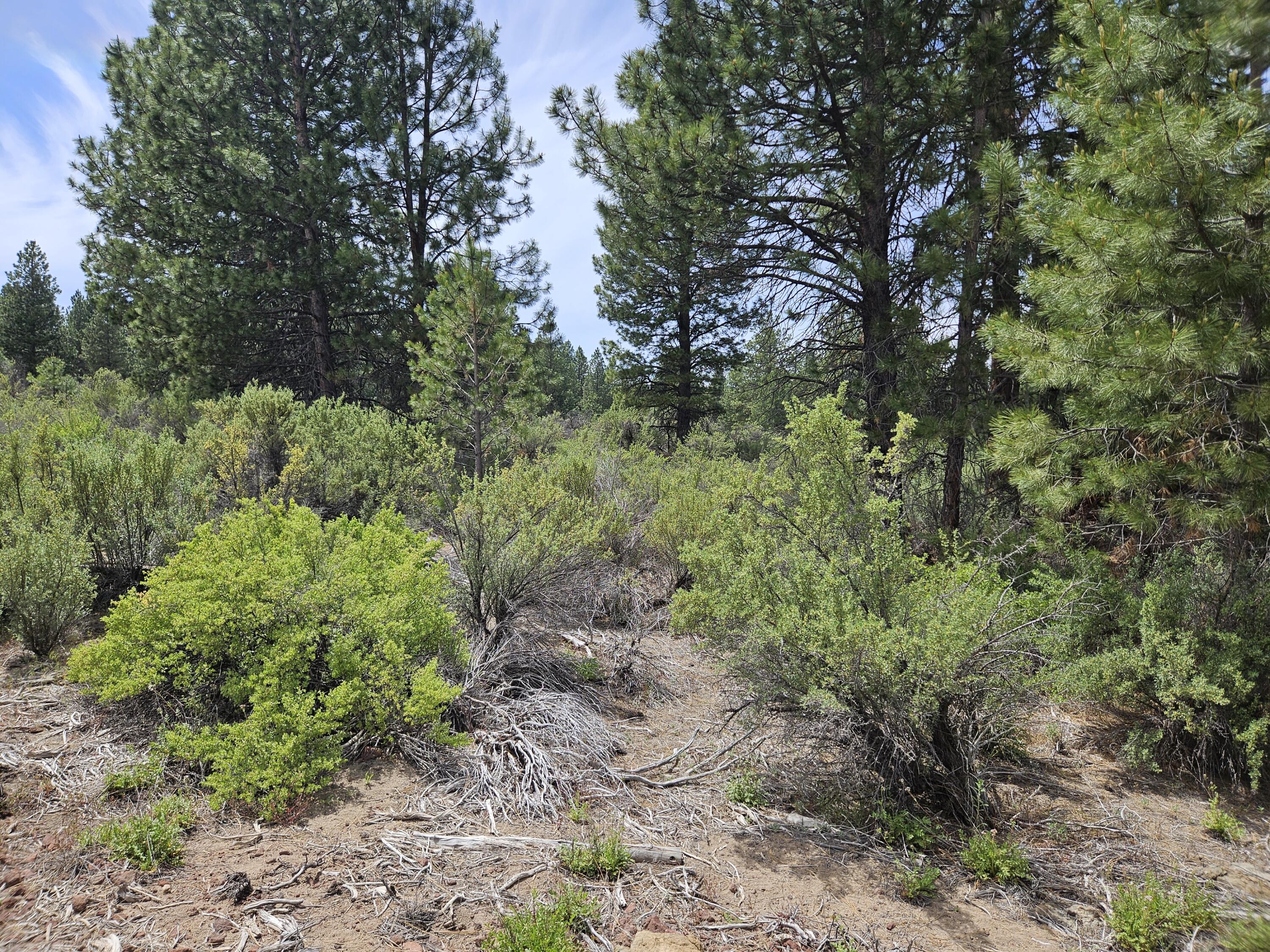 0 Pine Ridge Loop, Unit LOT 7 Chiloquin, OR 97624 - Photo 2 of 5 a view of a forest with trees