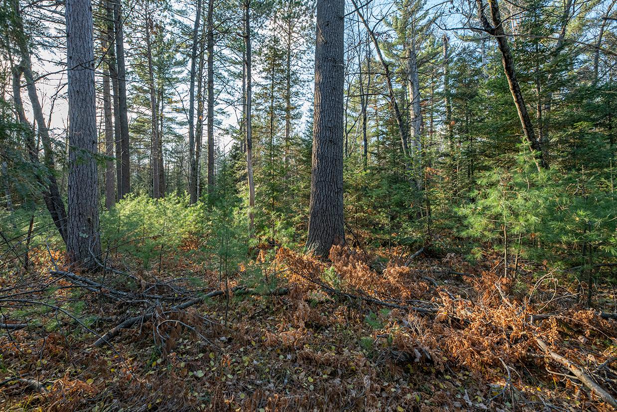 Off Watersmeet Lake Road Eagle River, WI 54521 - Photo 5 of 22 Gallery Image 5