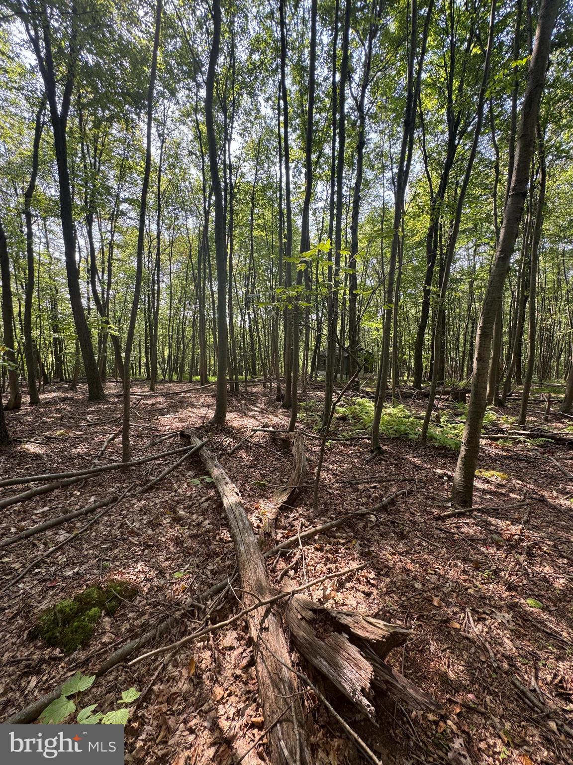 8165 Sand Rock Road Huntingdon, PA 16652 - Photo 3 of 8 a view of outdoor space with lots of trees