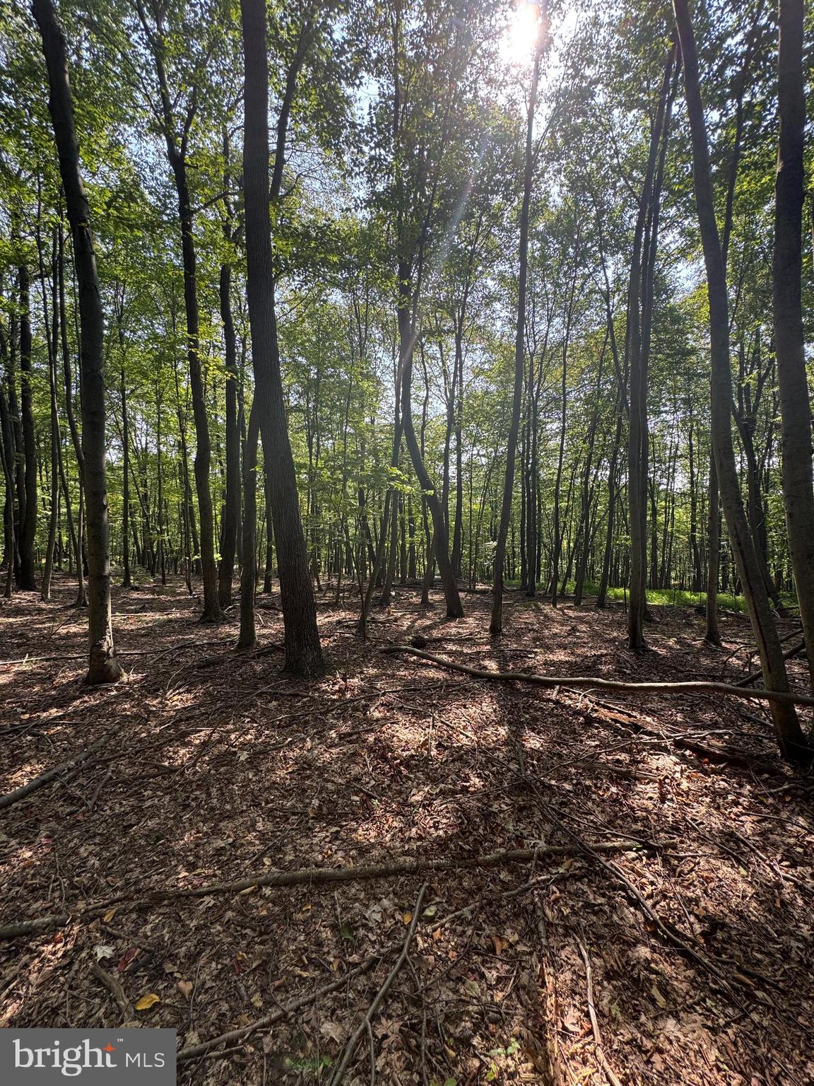 8165 Sand Rock Road Huntingdon, PA 16652 - Photo 4 of 8 a view of outdoor space with lots of trees