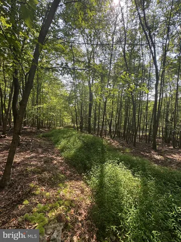 a view of a yard with a tree