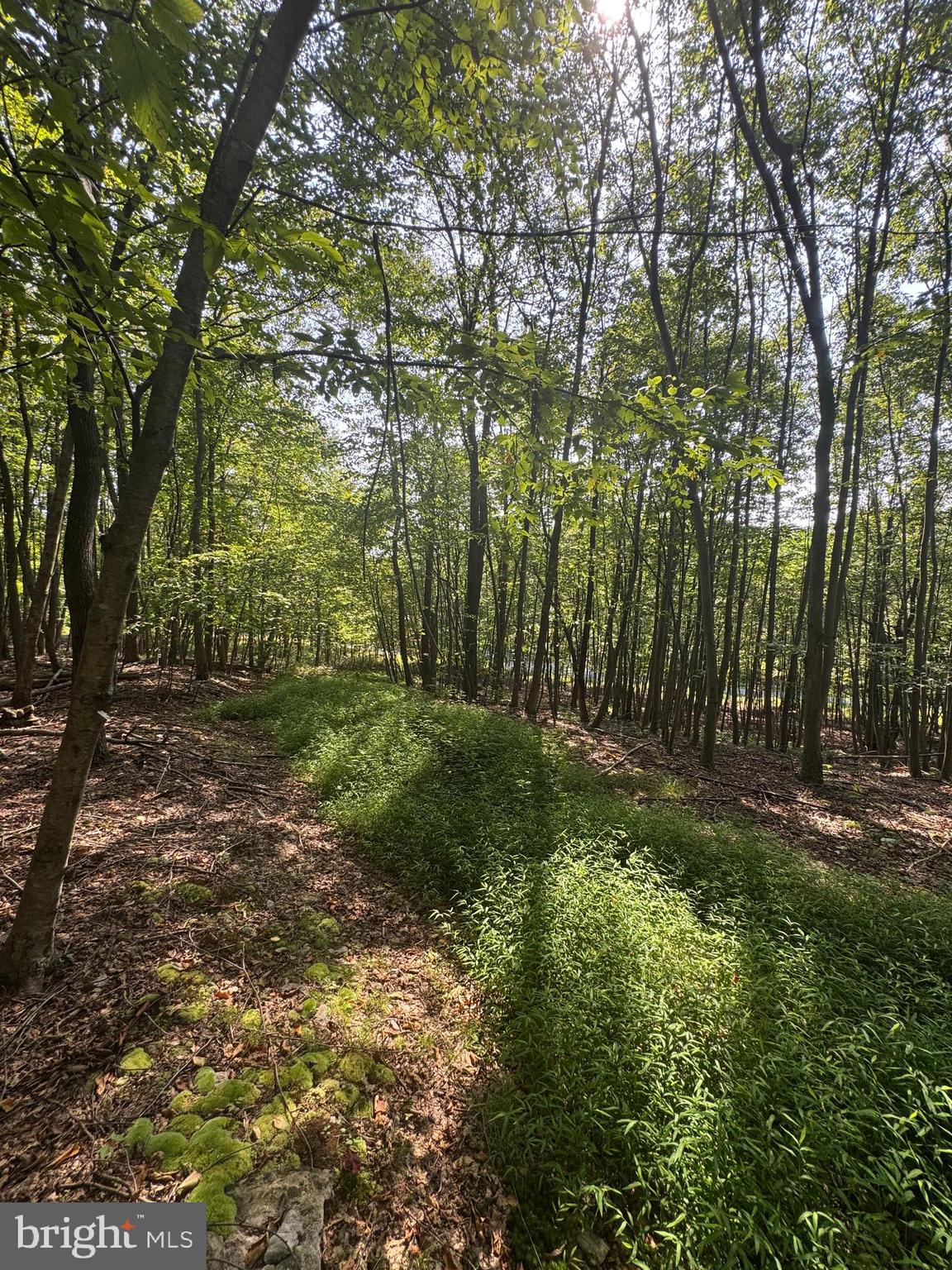 8165 Sand Rock Road Huntingdon, PA 16652 - Photo 7 of 8 a view of a yard with large trees