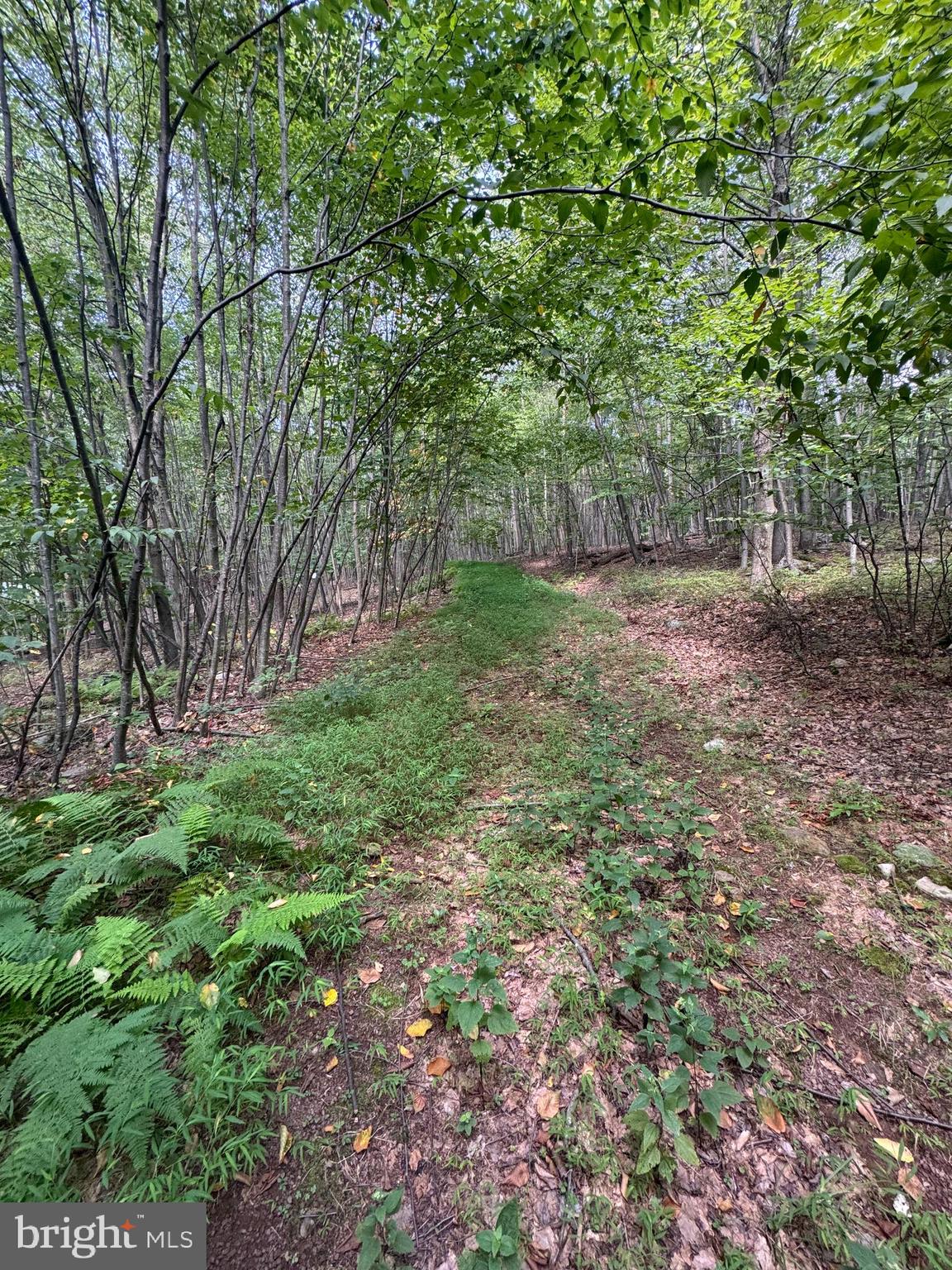 8165 Sand Rock Road Huntingdon, PA 16652 - Photo 8 of 8 a view of a yard with a tree