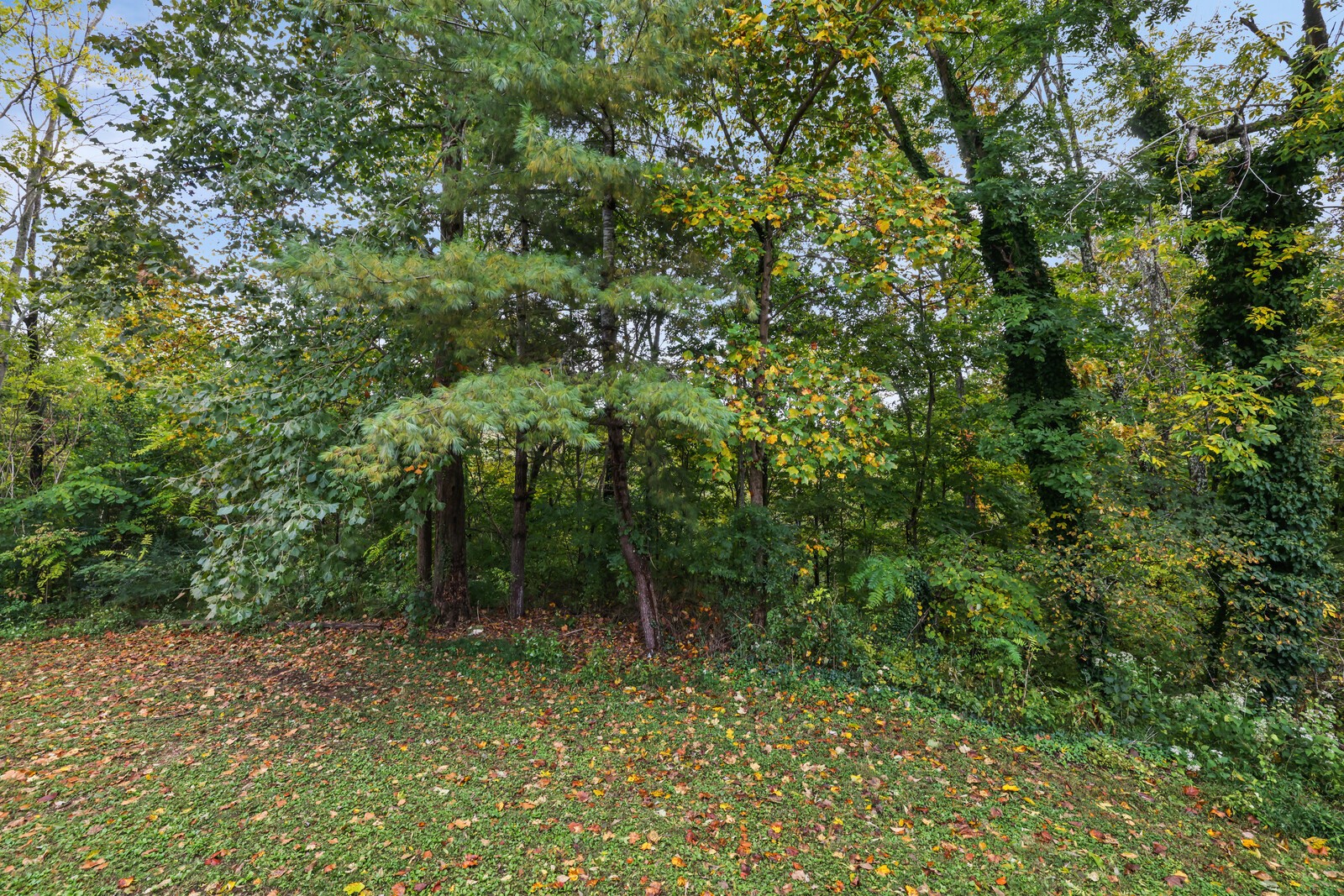 569 Moreland Road Manchester, TN 37355 - Photo 34 of 47 a view of outdoor space and trees