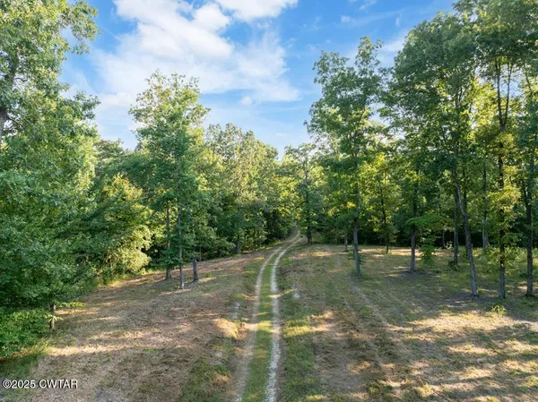 a view of a forest with trees in the background
