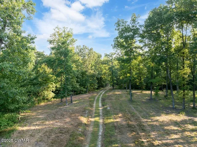 a view of a forest with trees in the background