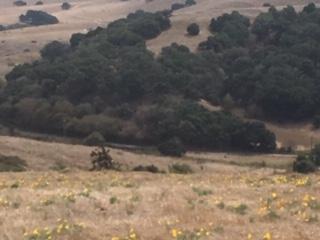 0 Cannon Road Aromas, CA 95004 - Photo 3 of 7 Gallery Image 3