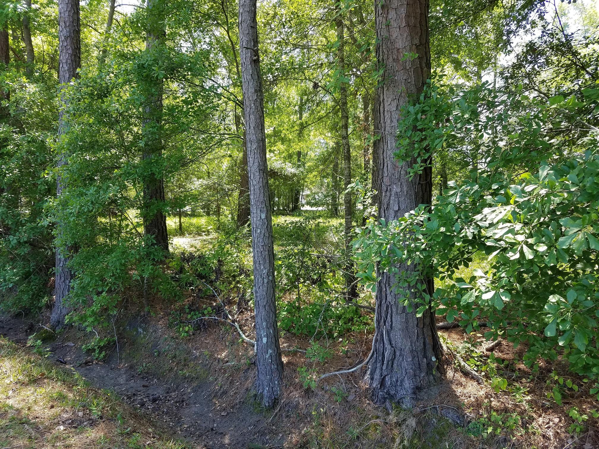 1 Behling Street St. George, SC 29477 - Photo 3 of 8 20170421_124131