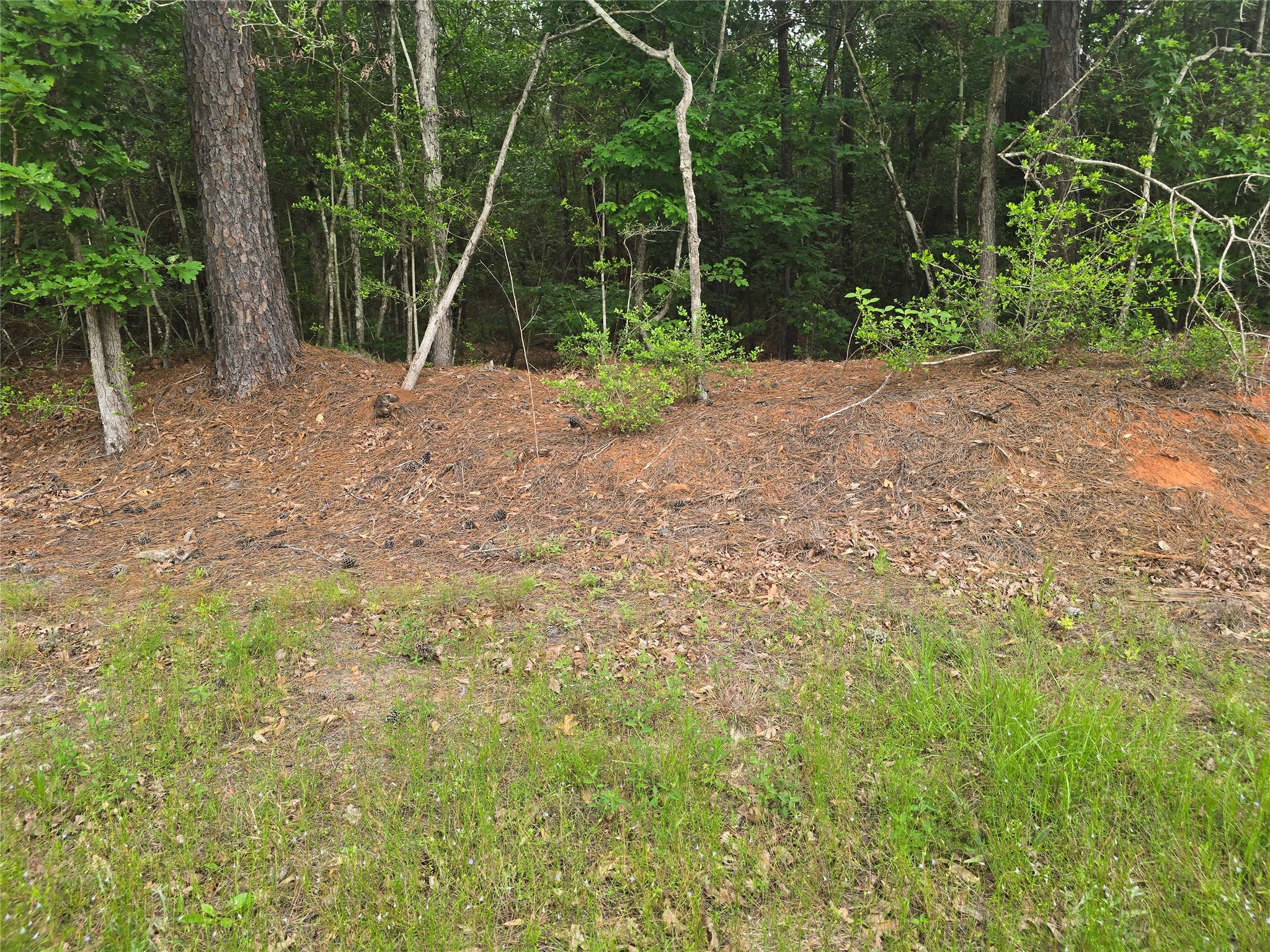 15386 Red Hawk Road Willis, TX 77378 - Photo 11 of 17
