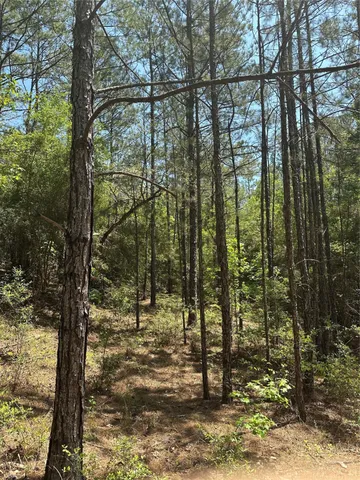 a view of a forest with trees