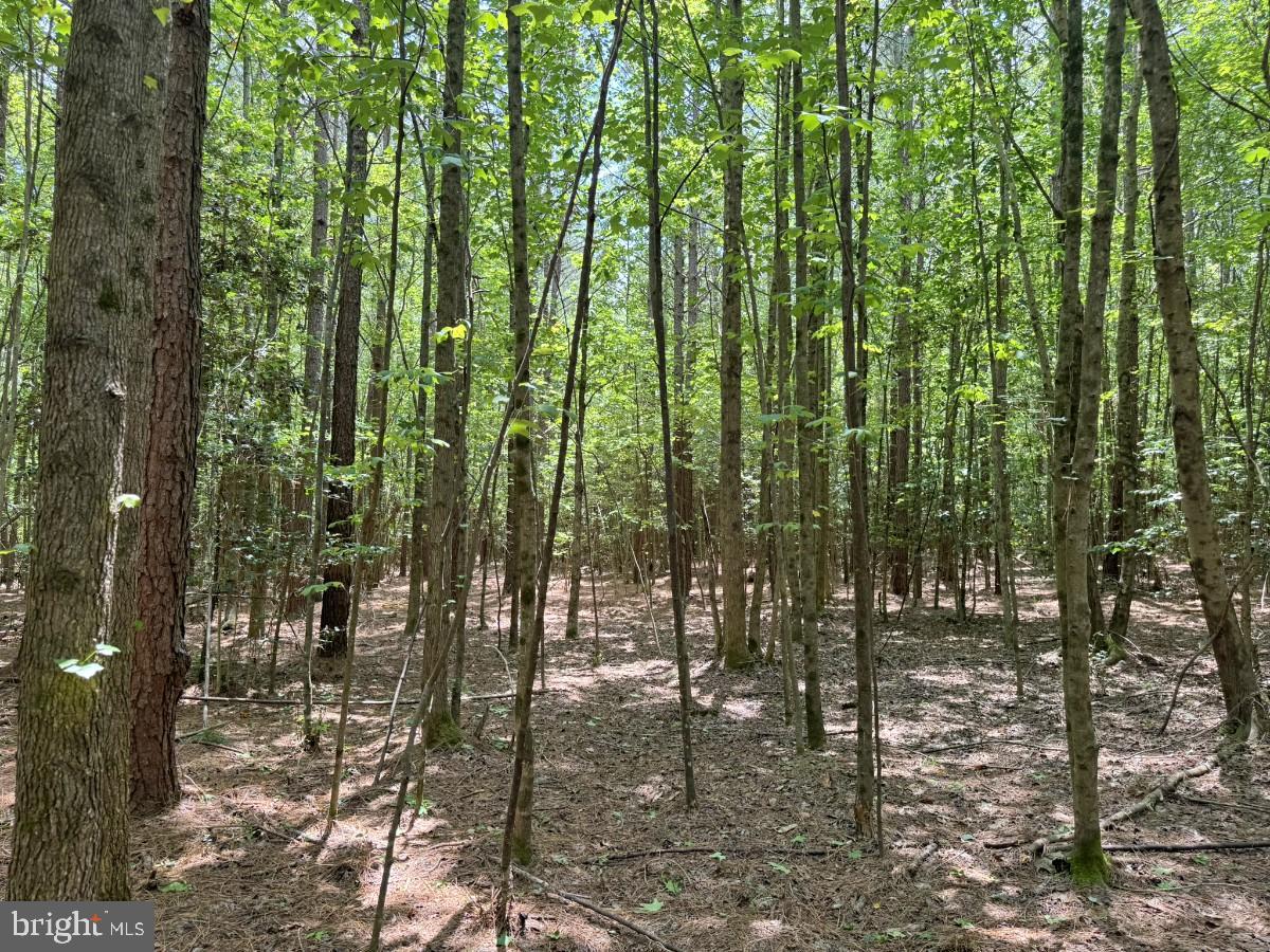 0 Salisbury Road Spring Grove, VA 23881 - Photo 20 of 23