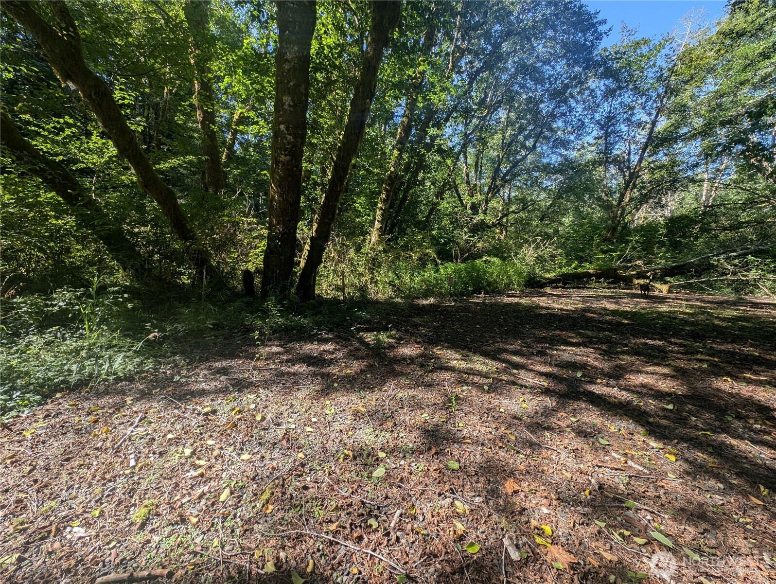 999 Whitcomb-dimmel Rd Forks Forks, WA 98331 - Photo 11 of 24 a view of outdoor space and yard
