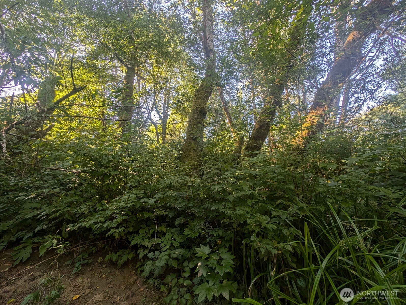 999 Whitcomb-dimmel Rd Forks Forks, WA 98331 - Photo 12 of 20 a view of a yard