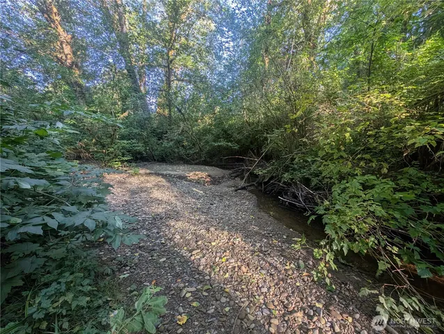 a view of a forest with trees in the background