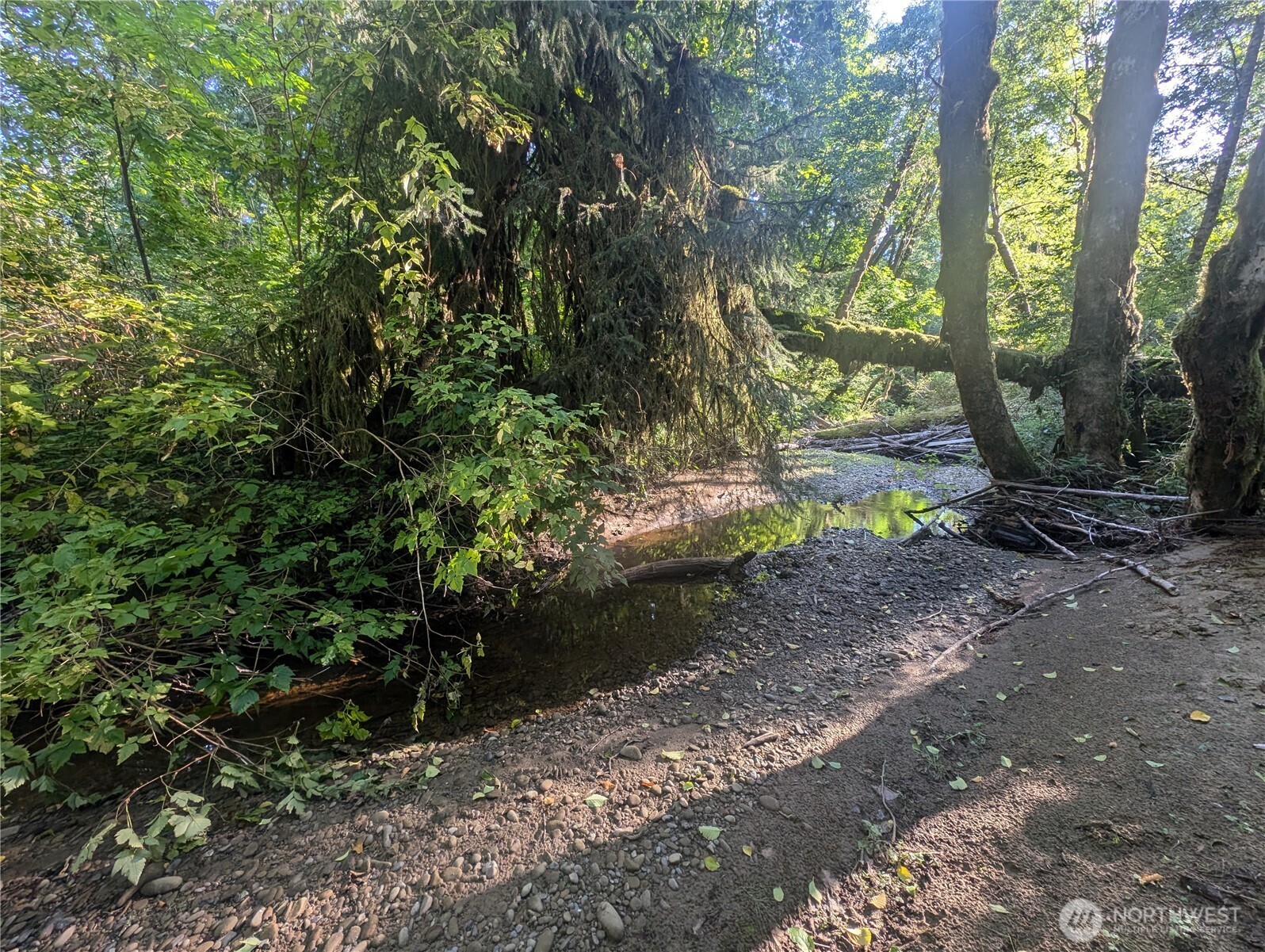 999 Whitcomb-dimmel Rd Forks Forks, WA 98331 - Photo 14 of 20 a view of a forest with trees in the background