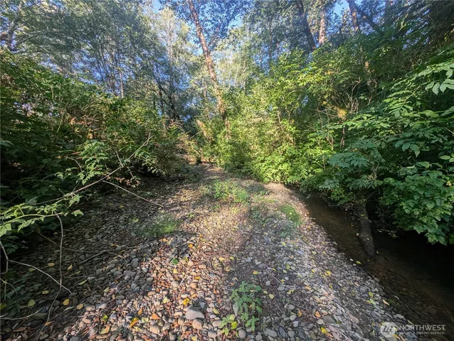 a view of a forest with lots of trees