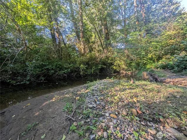 a view of a yard with plants and large trees
