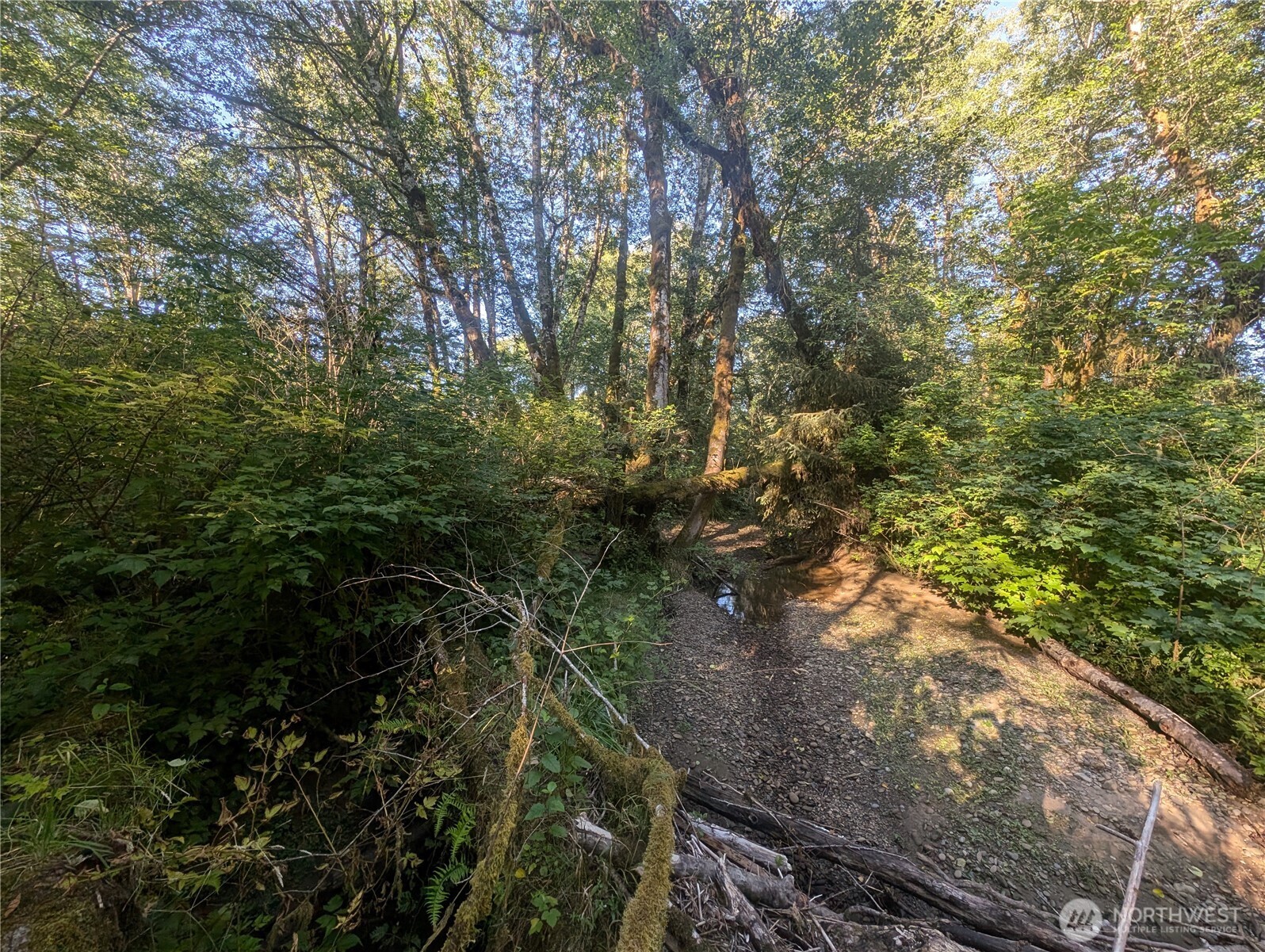 999 Whitcomb-dimmel Rd Forks Forks, WA 98331 - Photo 9 of 20 a view of a tree