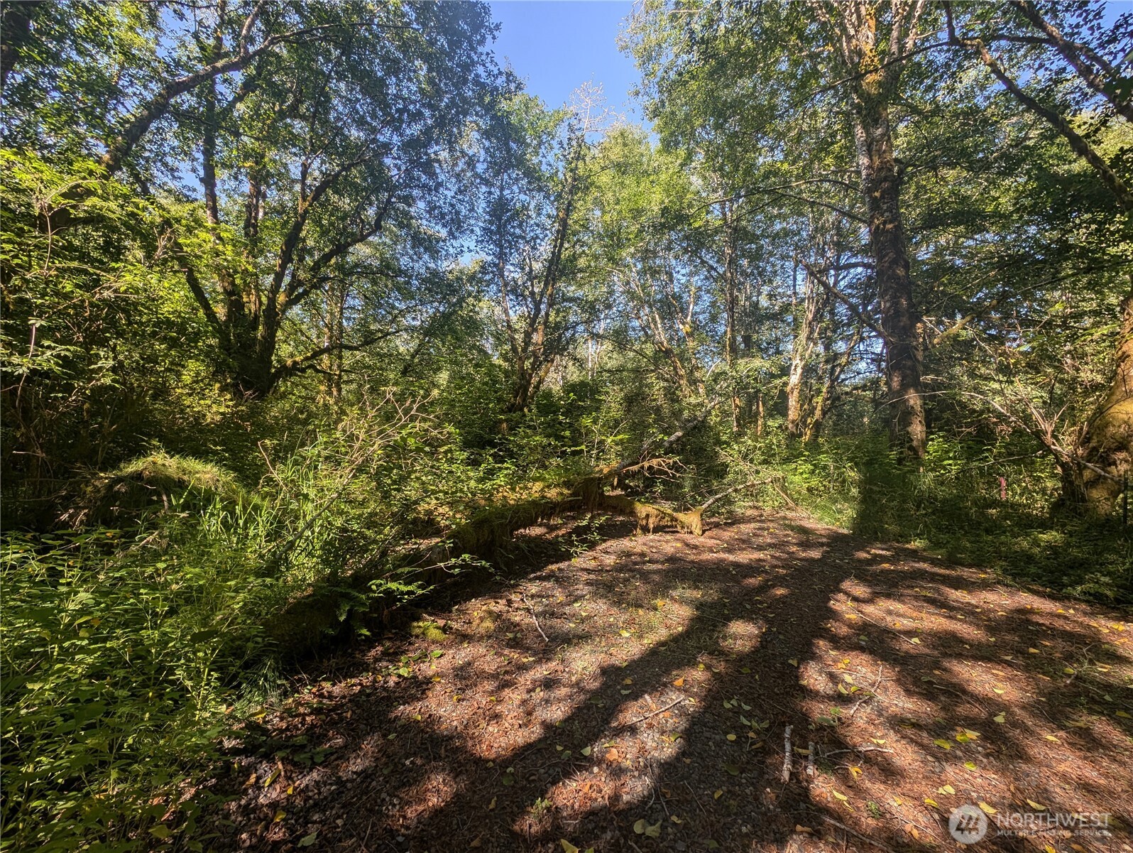 999 Whitcomb-dimmel Rd Forks Forks, WA 98331 - Photo 10 of 24 a view of a forest with a tree