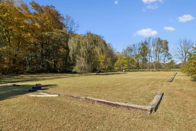a view of a yard with plants and large trees