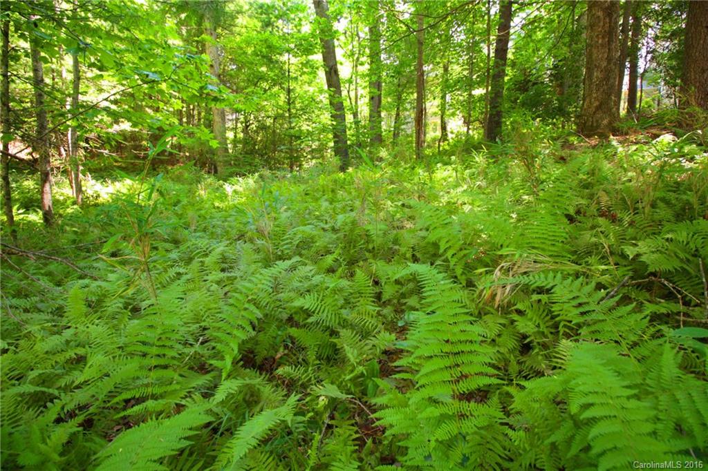 a view of a lush green forest