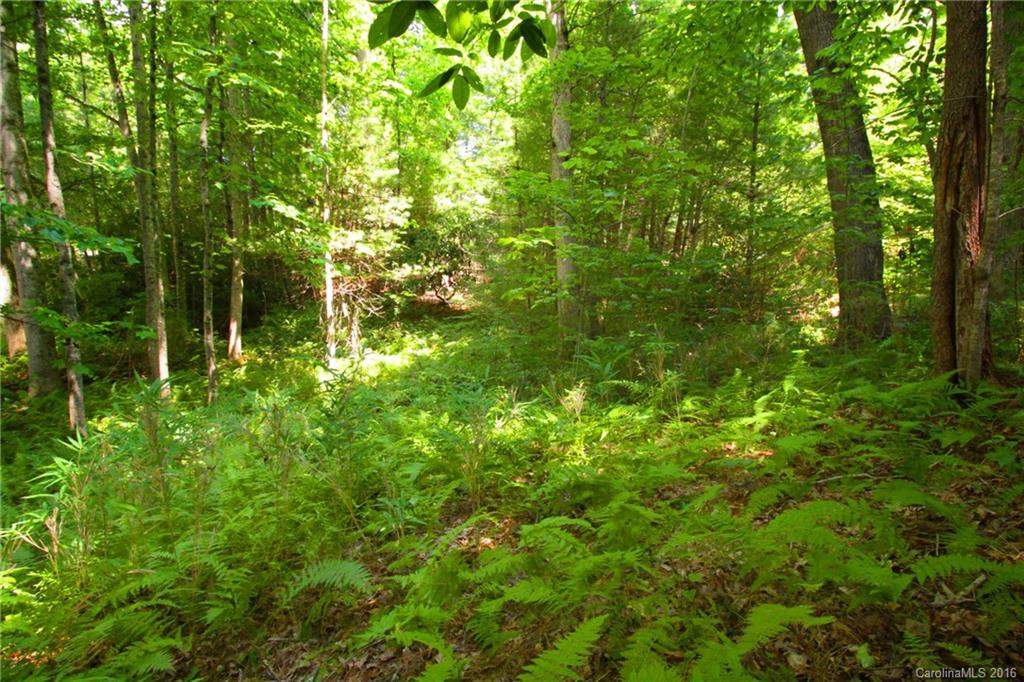 V26 Camp Sapphire Road Brevard, NC 28712 - Photo 8 of 21 a view of a lush green forest