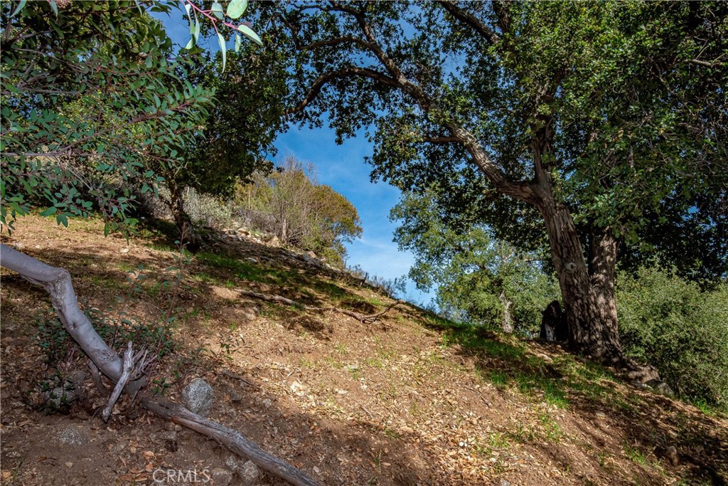 0 Park Trail Tujunga, CA 91042 - Photo 12 of 14 a view of a yard with plants and large trees
