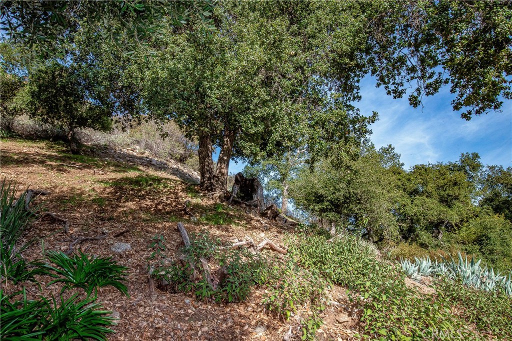 0 Park Trail Tujunga, CA 91042 - Photo 10 of 14 a view of a tree in a yard