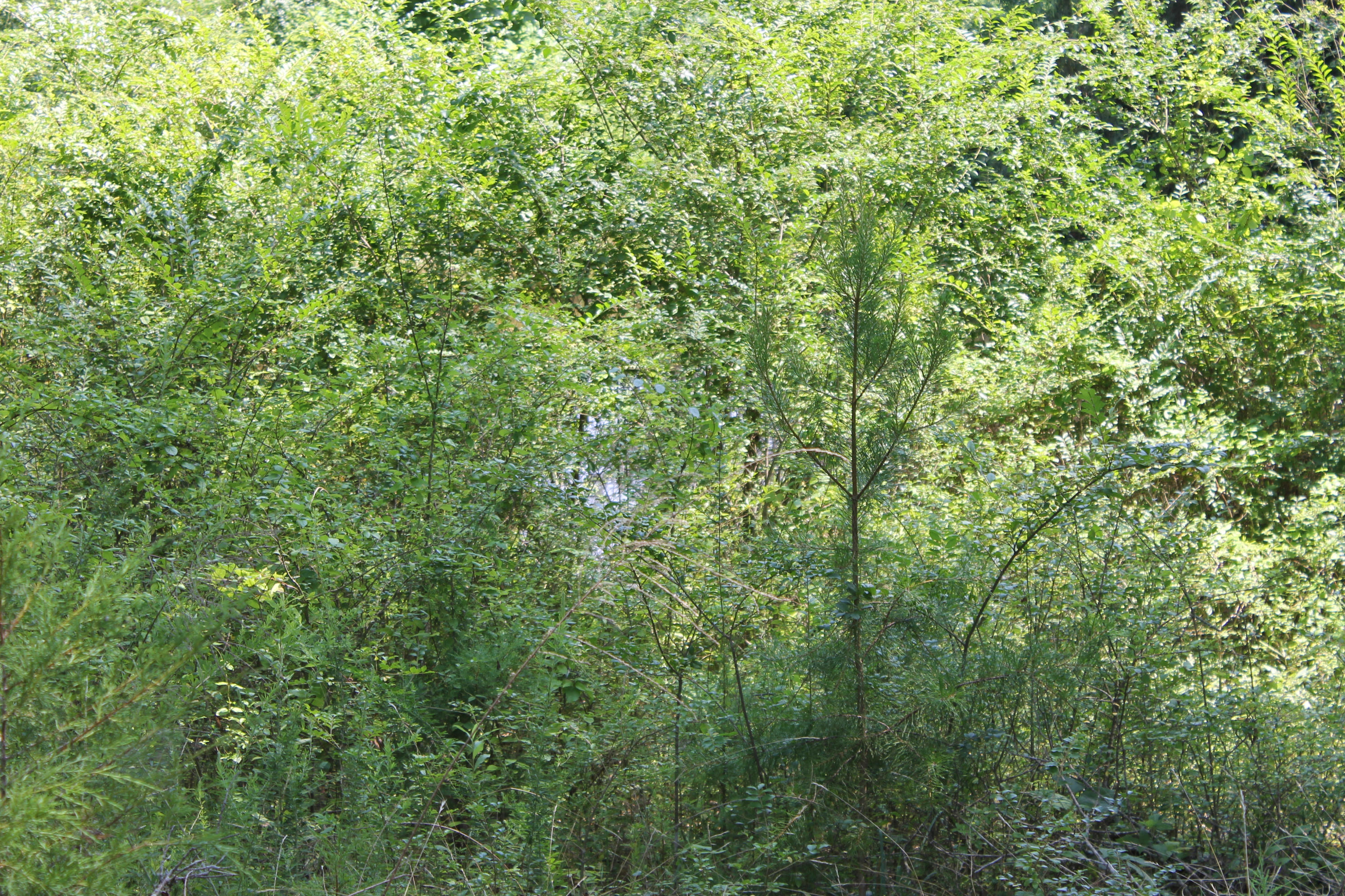 1224 Reynolds Bridge Road Benton, TN 37307 - Photo 29 of 31 IMG_1780