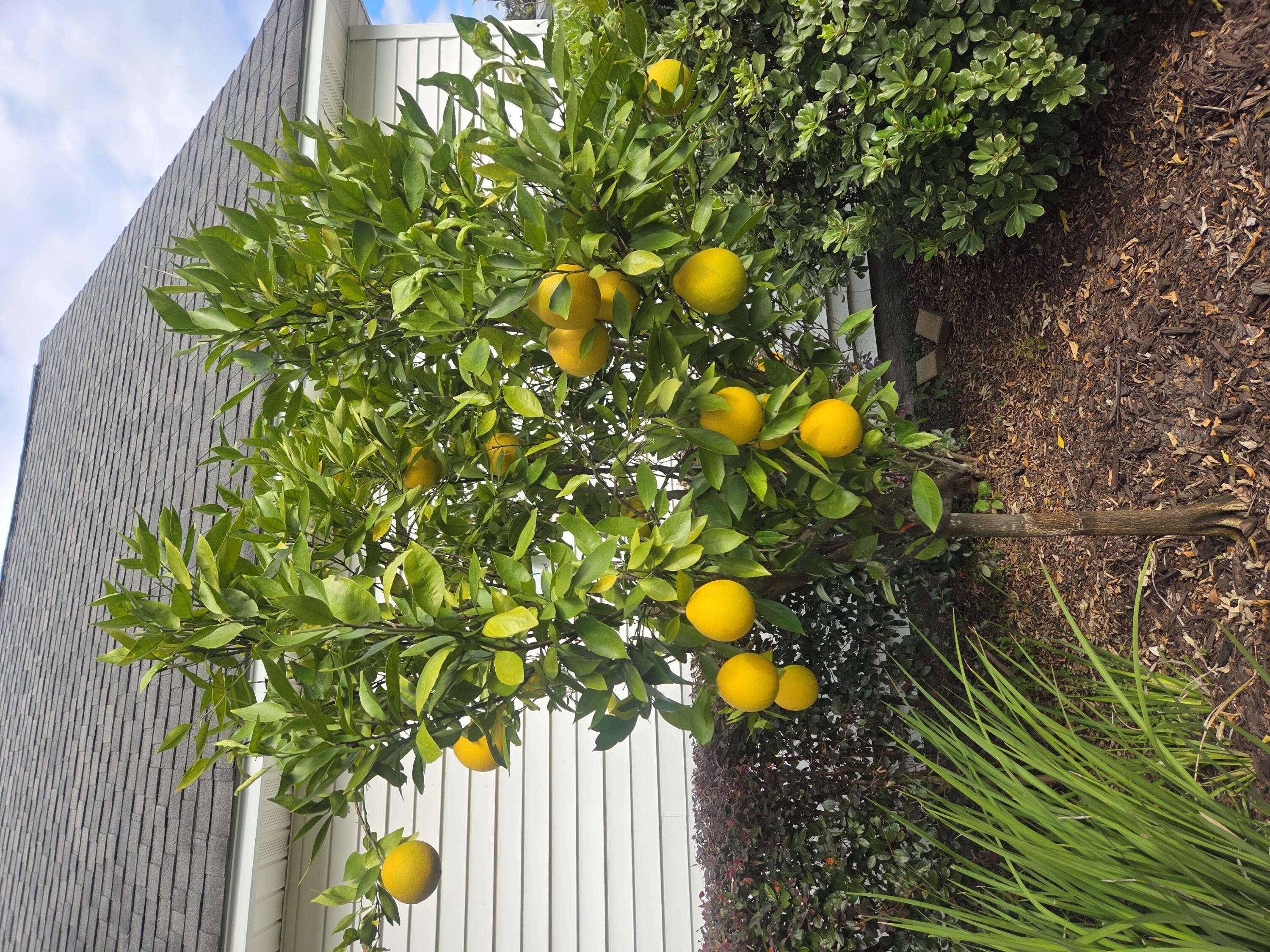 201 Ash Court Summerville, SC 29486 - Photo 54 of 54 20251102_102500