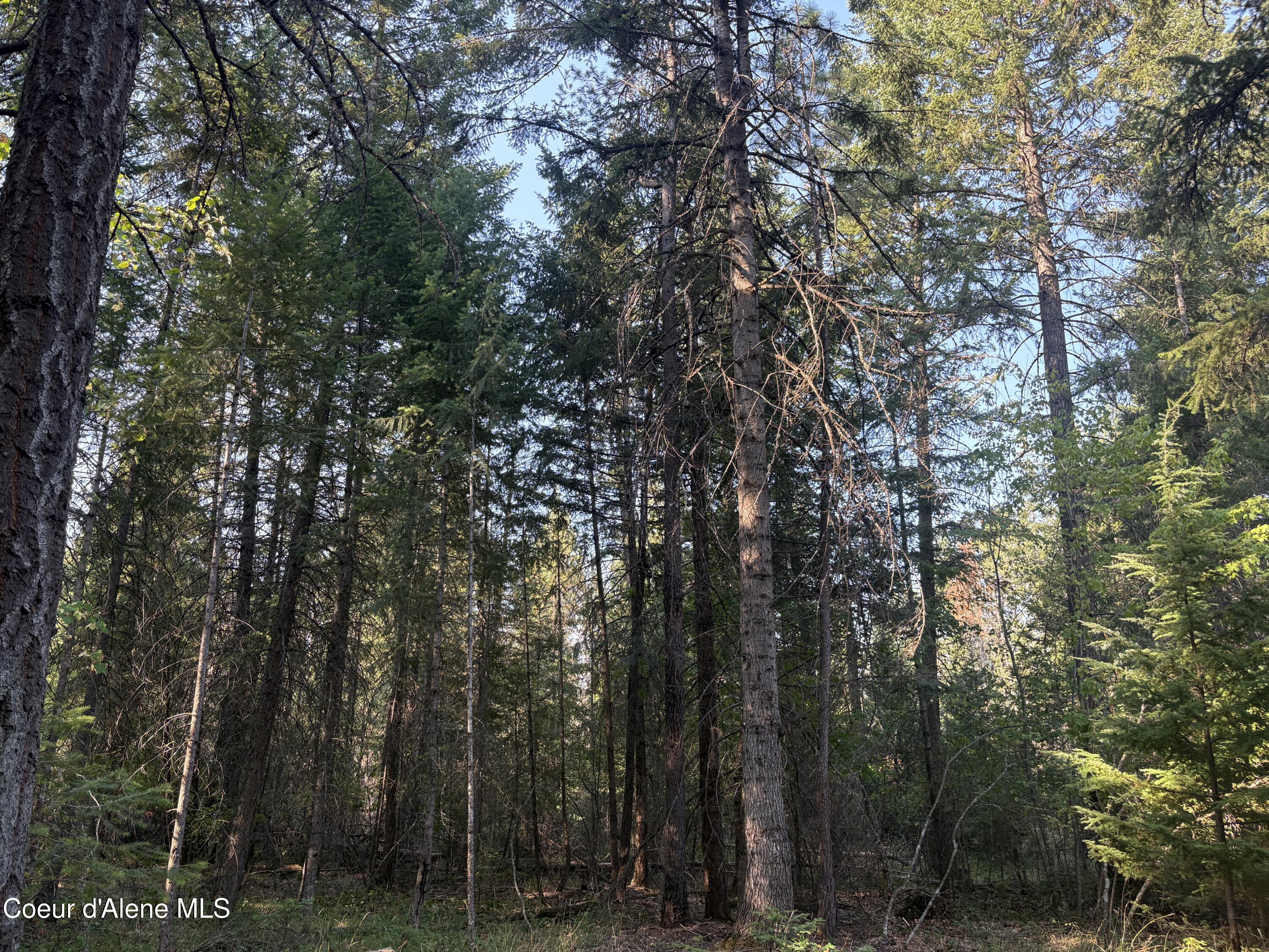 10 East ) Road Athol, ID 83801 - Photo 11 of 21 Mature Trees