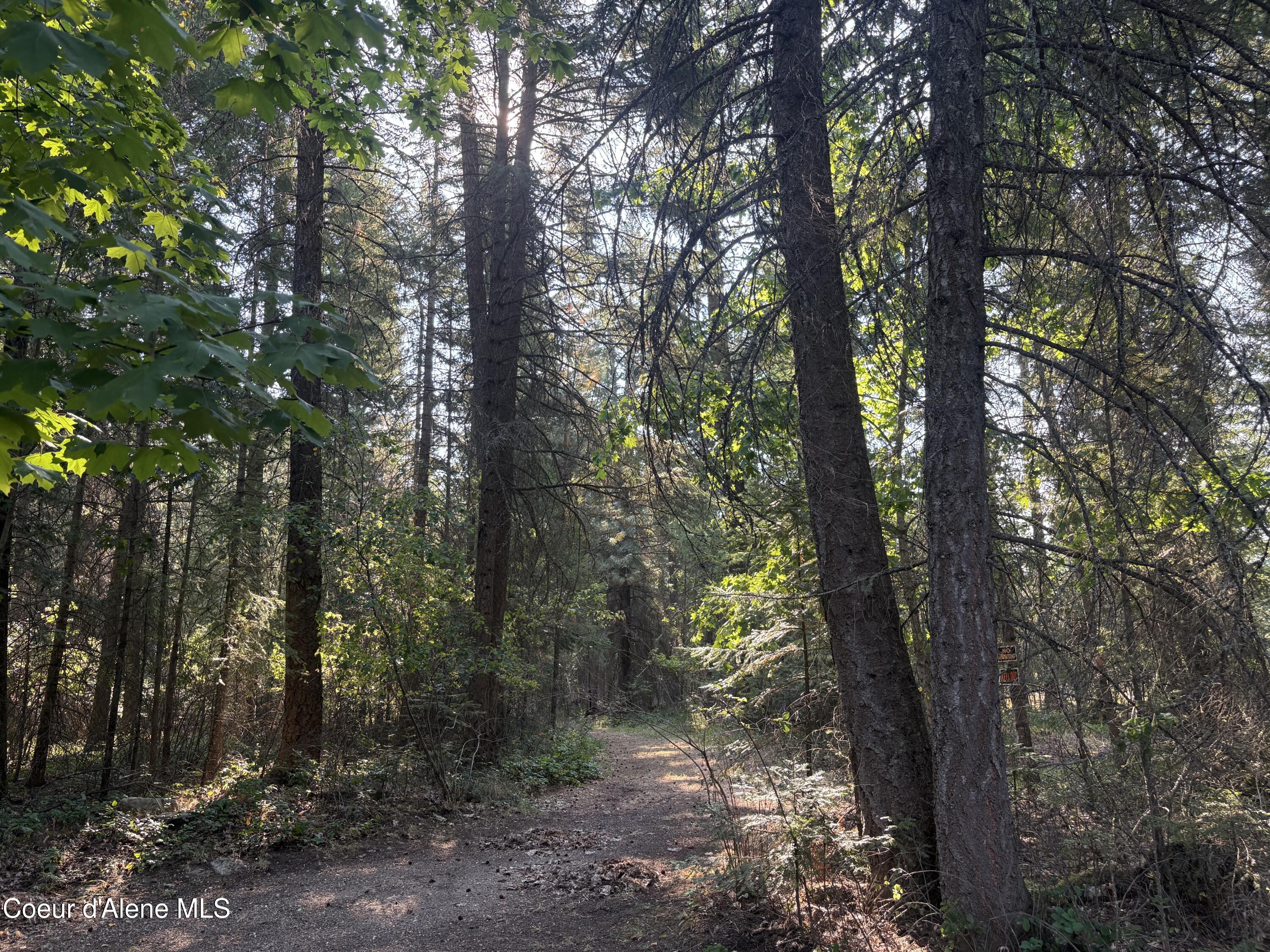 10 East ) Road Athol, ID 83801 - Photo 12 of 21 Mature Trees