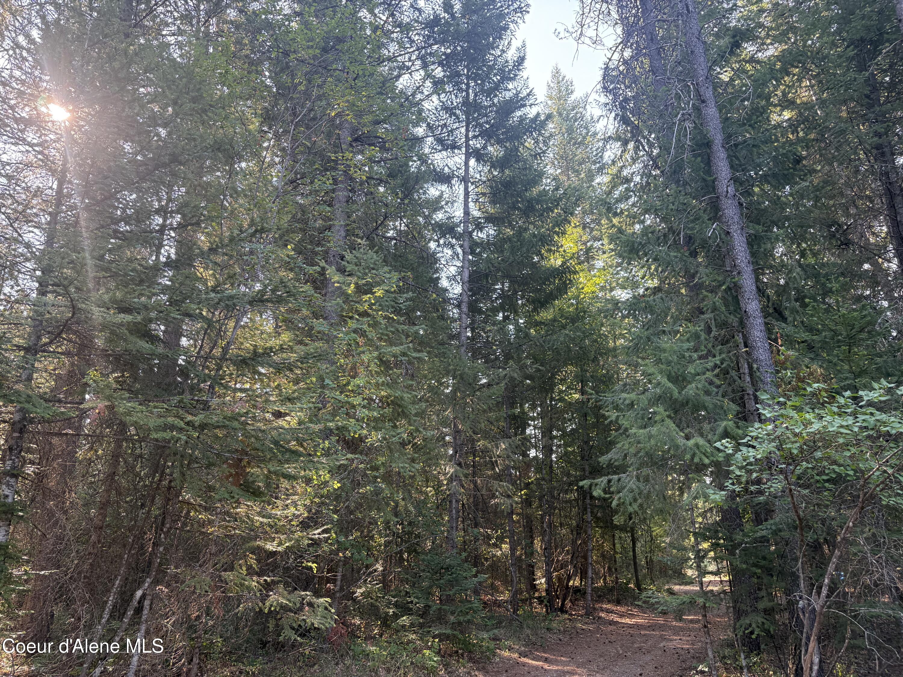 10 East ) Road Athol, ID 83801 - Photo 13 of 21 Mature Trees